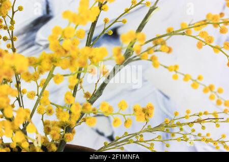 Ein Bouquet von gelben Mimosenblüten. Goldene Acacia dealbata auf dem Hintergrund von schwarzen und weißen Pinselstrichen. Ein Frühling floralen Hintergrund. Ein Geschenk für Stockfoto