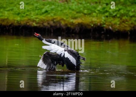 Selektiver Fokus für Foto. Schwarzer Schwan am Teich im Park. Stockfoto