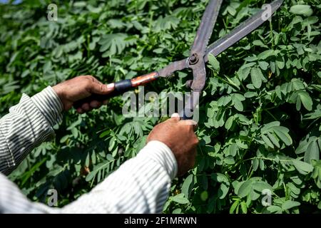 Der alte Gärtner schneidet den Busch mit großen alten Metallscheren. Gartenpflege. Stockfoto