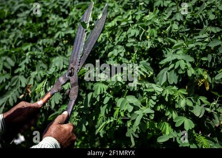 Der alte Gärtner schneidet den Busch mit großen alten Metallscheren. Gartenpflege. Stockfoto