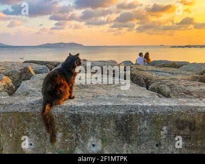 Nahaufnahme einer Katze, die am Ufer auf den Felsen sitzt und den Sonnenuntergang genießt. Ein junges Paar umarmt und redet am Meer. Romantischer Blick am Abend Stockfoto