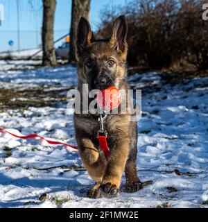 Ein elf Wochen alter Schäferhund spielt mit einer roten Kugel. Schnee im Hintergrund Stockfoto