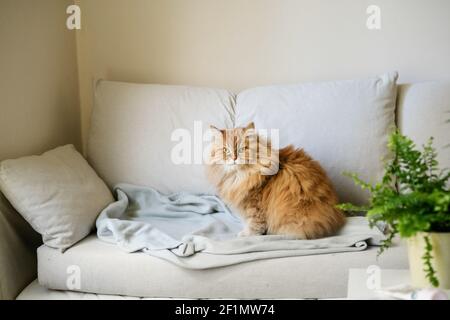 Ginger Katze sitzt auf dem Sofa zu Hause Stockfoto