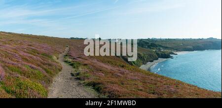 Ein Wanderweg durch Lila Heide Wiesen entlang der wilden Küste der Bretagne führenden Stockfoto