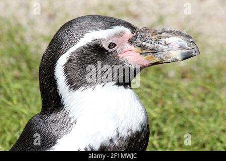 Humboldt-Pinguin Stockfoto