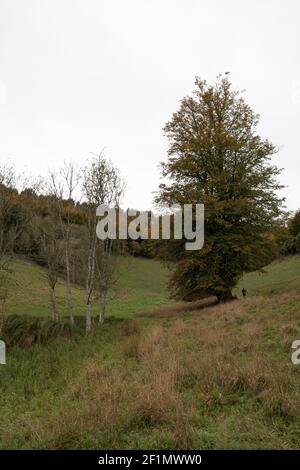 Ein großer Baum auf dem Anwesen Arundel in der Nähe von Swanbourne Lake, West Sussex Stockfoto