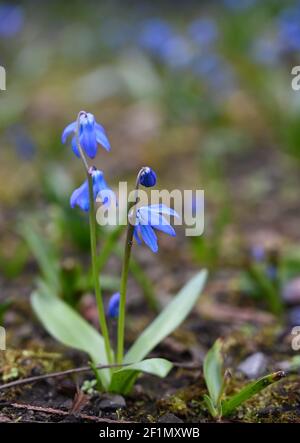 Im Frühling Park Blüte ephemeroid Pflanze. Sibirischer Tintenschill (Scilla siberica). Allgemeine Ansicht der blühenden Pflanze. Stockfoto