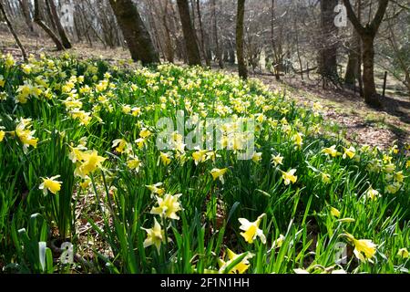 Gelbe Narzissen in der Blüte, die auf einem Hang blühen März 2021 in einem Wald in Carmarthenshire Wales UK KATHY DEWITT Stockfoto