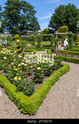 Der Rosengarten in Sewerby Gardens in der Nähe von Bridlington im Osten Yorkshire Stockfoto