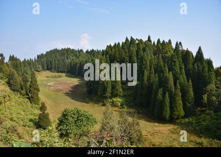 Getrockneter See umgeben von Pinien mit hellem blauen Himmel in Sittong, Darjeeling Stockfoto