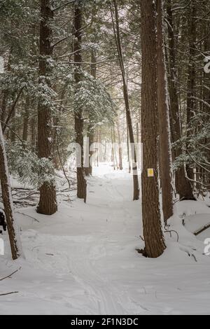 Ein Wanderweg am Sturgeon Bay Shipping Canal Preserve des Door County Land Trust in der Nähe von Sturgeon Bay WI. Nach einem frischen Schneefall in der späten Saison. Stockfoto