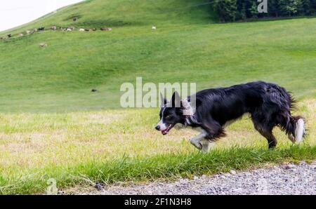 Border Collie (arbeitende Schäferhund) Weide Herde von Schafen auf der Weide. Stockfoto