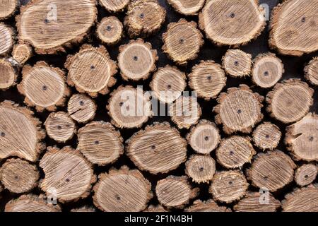 Hintergrund aus runden Holzscheiben eines Baumstammes. Stockfoto