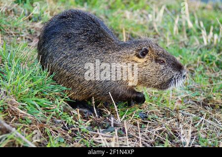 Die Nidda in Hessen ist eine invasive Art. Aber sie sind sehr beliebt bei der städtischen Bevölkerung. Ursprünglich in Südamerika beheimatet. Stockfoto