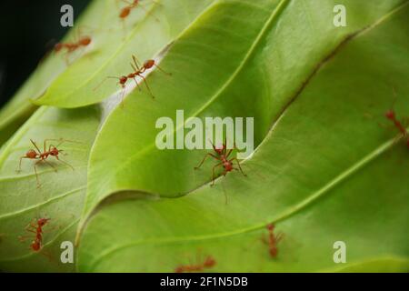 Webereien Ameisen Weben von Mangoblättern: Weberameisen oder Grünameisen (Gattung Oecophylla) sind eusoziale Insekten der Familie Formicidae (Ordnung Hymenoptera) Stockfoto