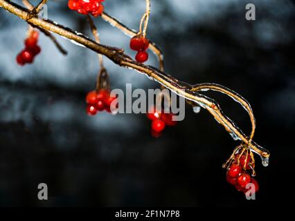 Eisbedeckte Zweige und Beeren von Viburnum (Wachelderrose) Stockfoto