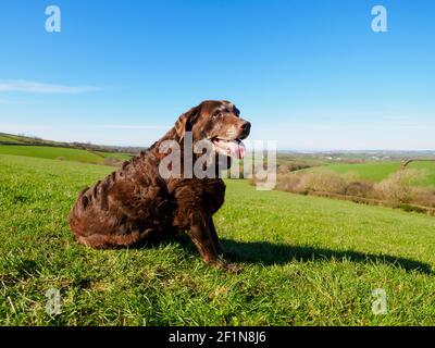 Old Chocolate Labrador die Frühlingssonne genießen, Cornwall, Großbritannien Stockfoto