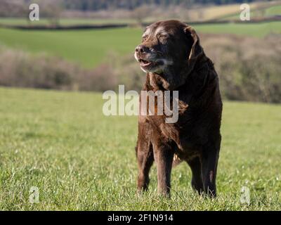 Sehr alte Schokolade Labrador genießen die Frühlingssonne, Großbritannien Stockfoto