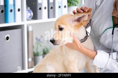 Tierarzt untersucht Ohren von schönen Hund in der Klinik Stockfoto
