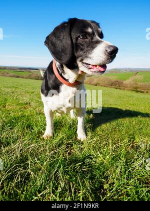 Springer Spaniel Cross Labrador, Großbritannien Stockfoto