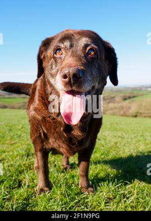 Old Chocolate Labrador die Frühlingssonne genießen, Cornwall, Großbritannien Stockfoto