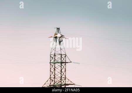 Erwachsener Europäischer Weißstorch Fliegt Gegen Stromleitungen. Ciconia Ciconia. Stockfoto