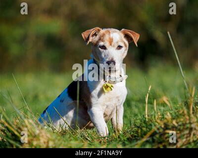 Jack Russell Porträt Stockfoto
