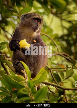 Sykes Affe - Cercopithecus albogularis auch bekannt weiß-kehligen oder Samango oder Silber oder schwarz oder blau oder diademed Affe, zwischen Äthiopien und gefunden Stockfoto