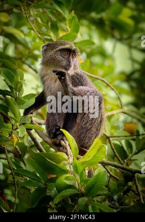 Sykes Affe - Cercopithecus albogularis auch bekannt weiß-kehligen oder Samango oder Silber oder schwarz oder blau oder diademed Affe, zwischen Äthiopien und gefunden Stockfoto