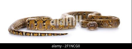 Schöne reticulated Python aka Malayopython reticulatus Schlange in Farbe Platin. Isoliert auf weißem Hintergrund. Stockfoto