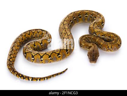 Schöne reticulated Python aka Malayopython reticulatus Schlange in Farbe Platin. Isoliert auf weißem Hintergrund. Stockfoto