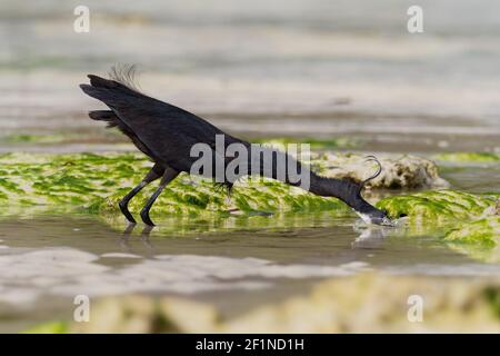 WESTERN Reef Heron - Egretta gularis auch Western Reef Egret, mittelgroße Reiher in Südeuropa, Afrika und Asien gefunden, zwei Morphen hell und dunkel, Stockfoto