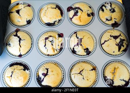 Nahaufnahme der horizontalen Ansicht von frisch gebackenen hausgemachten Bio-Blaubeer-Muffins In einer Muffin-Pfanne Stockfoto