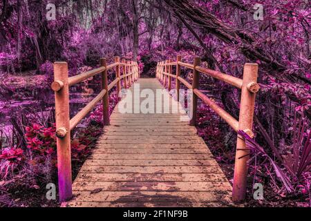 Brücke in einem mystischen, märchenhaften Wald mit spanischem Moos. Stockfoto