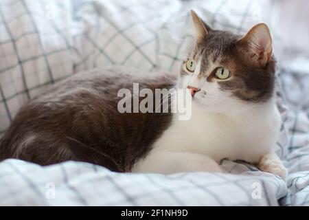 Eine schöne graue Katze mit großen Augen liegt tagsüber auf einer Decke und schaut vorsichtig weg. Stockfoto