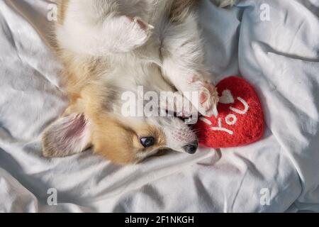 Pembroke Welsh Corgi Welpe schläft in einem Korb Stockfoto