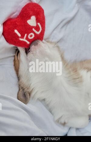 Pembroke Welsh Corgi Welpe schläft in einem Korb Stockfoto