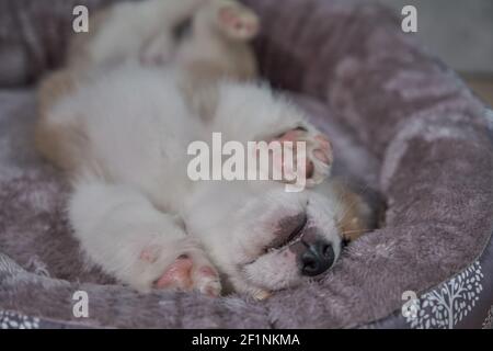 Pembroke Welsh Corgi Welpe schläft in einem Korb Stockfoto