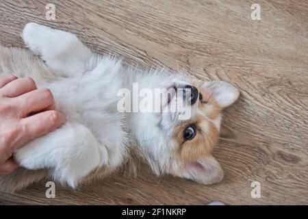 Pembroke Welsh Corgi Welpe schläft in einem Korb Stockfoto