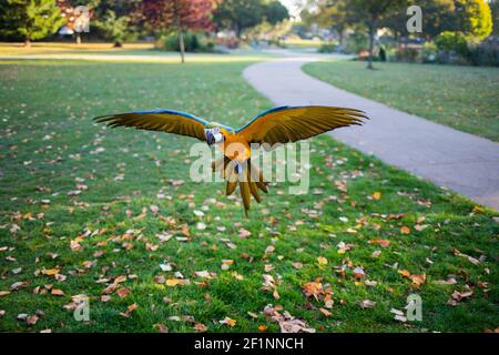 Mikey der Tierara fliegt gerne in einem Park in Wimbledon. Die Musiker Claire Atallah und Nimal Fernando nahmen den Sprung und adoptierten Mikey 2016. Mikey ist zu einem großen Teil ihres Lebens geworden und hat jetzt sogar seinen eigenen YouTube-Kanal. Mia wurde 2018 eingeführt, um Mikey zu halten. Mia und Mikey sind große südamerikanische blaue und goldene Aras. Wenn sie als Haustiere gehalten werden, können sie über 50 Jahre leben. Katie Collins/Empics Stockfoto