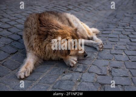 Hund ruht auf dem Bürgersteig Stockfoto