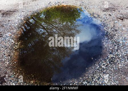 Baum Reflexion in der Pfütze Stockfoto