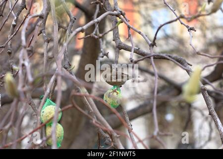 Haus Sparrow sitzt auf Vogelfutterhäuschen zwischen Zweigen auf einem Baum in der Stadt Stockfoto