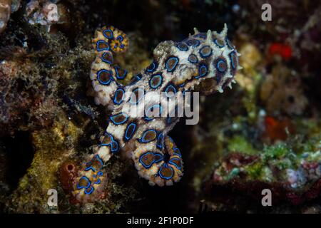 Im Komodo National Park, Indonesien, krabbelt ein Blauring-Oktopus über ein Korallenriff. Diese kleine Cephalopod-Art ist unglaublich giftig. Stockfoto