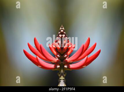 Erythrina speciosa (Korallenbaum) eine tropische Pflanze mit lebendigen korallenorangen Blütenspitzen auf einer abstrakten Komposition. Stockfoto