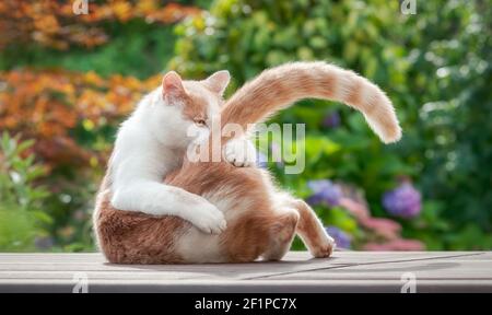 Lustige Katze leckt spielerisch ihr Fell auf den Schwanz, hält sie mit ihrer Pfote, einem rot-weißen zweifarbigen Kitty, European Shorthair, in einem bunten Garten Stockfoto