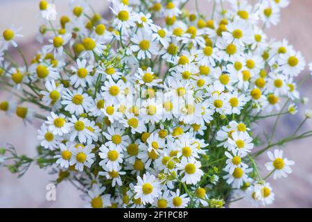 Kamillenblüten - Nahaufnahme Stockfoto