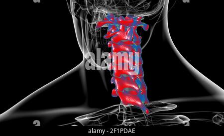 Menschliches Skelett Wirbelsäule Halswirbel Anatomie 3D Illustration Stockfoto