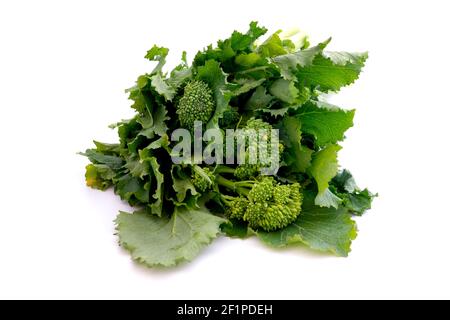 Rapini (Brassica rapa) auf weißem Hintergrund Stockfoto