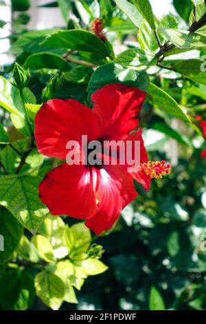 Eine rote Hibiskusblüte, Hibiscus rosa-sinensis, auf der griechischen Insel Kos Stockfoto